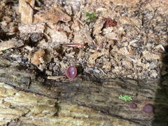 Geoscypha violacea