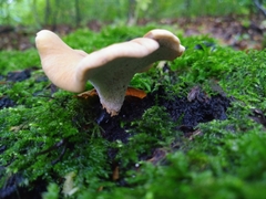 Cerioporus leptocephalus