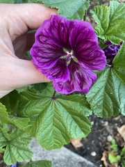 Malva sylvestris mauritiana