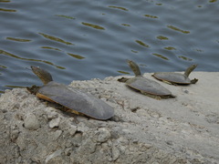 Apalone spinifera spinifera