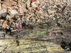 Geoscypha violacea
