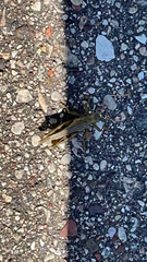 Melanoplus differentialis
