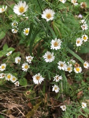 Symphyotrichum pilosum