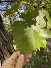 Quercus velutina