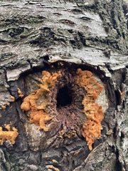 Myxomycetes