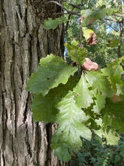 Quercus velutina