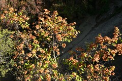 Paliurus spina-christi