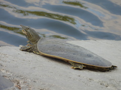 Apalone spinifera spinifera