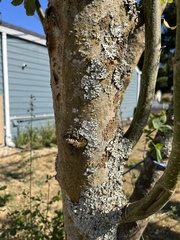 Laburnum anagyroides