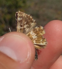 Muschampia alta