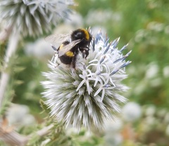 Bombus