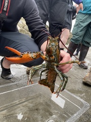 Homarus americanus