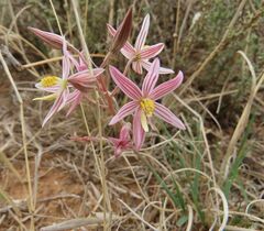 Cyanella lutea rosea