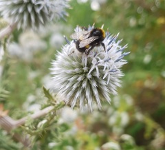 Bombus