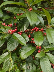 Frangula caroliniana