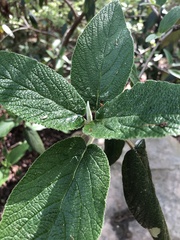 Viburnum rhytidophyllum