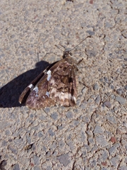 Codatractus arizonensis