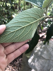 Viburnum rhytidophyllum