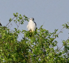 Elanus caeruleus caeruleus