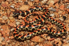 Homoroselaps lacteus