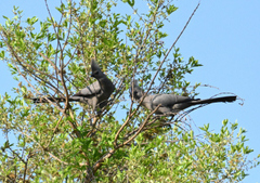 Corythaixoides concolor