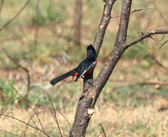 Laniarius atrococcineus