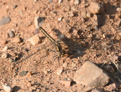 Brachythemis leucosticta