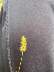 Setaria