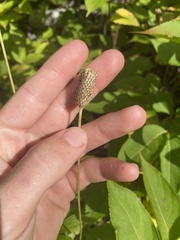 Anemone cylindrica