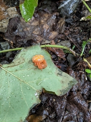 Araneus iviei