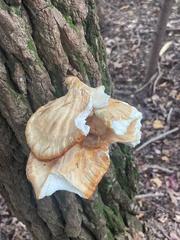 Laetiporus sulphureus