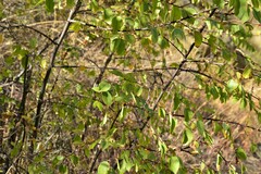 Paliurus spina-christi