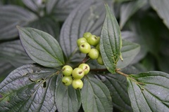 Cornus excelsa