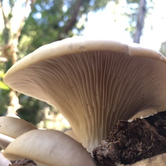 Pleurotus ostreatus