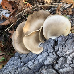 Pleurotus ostreatus