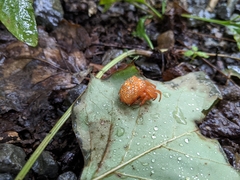 Araneus iviei