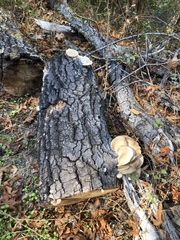 Pleurotus ostreatus