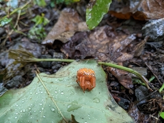 Araneus iviei