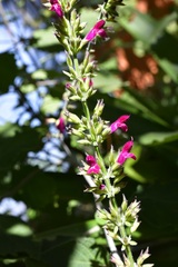 Salvia chiapensis
