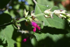 Salvia chiapensis