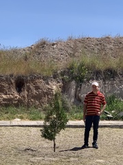 Larrea tridentata
