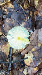 Leucocoprinus fragilissimus image