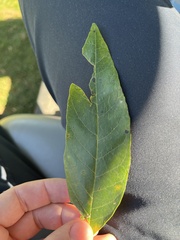 Fraxinus pennsylvanica