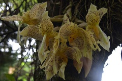 Stanhopea oculata