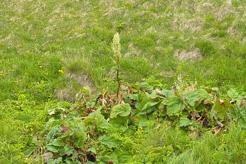 rebarbora vlnitá (Rheum rhabarbarum)