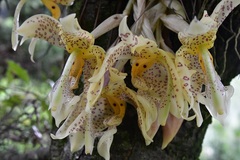 Stanhopea oculata