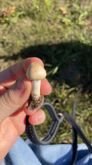 Agaricineae