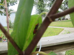 Oncopeltus fasciatus