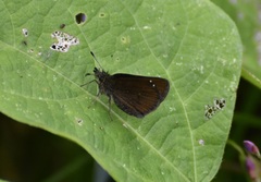 Piruna brunnea