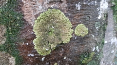 Melanelixia glabratula